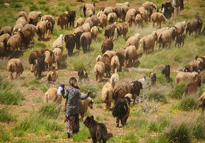 انجام بیش از ۲۰۰ هزار نوبت‌سر واکسیناسیون دام‌های عشایری در شهرستان شهرضا