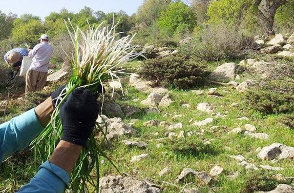 خودنمایی گیاهان خوراکی در فصل بهار