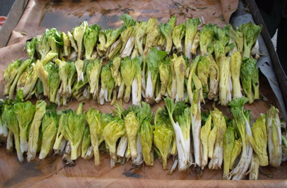 خودنمایی گیاهان خوراکی در فصل بهار