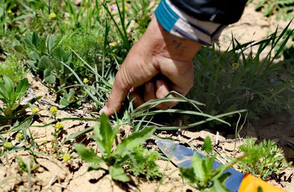 خودنمایی گیاهان خوراکی در فصل بهار