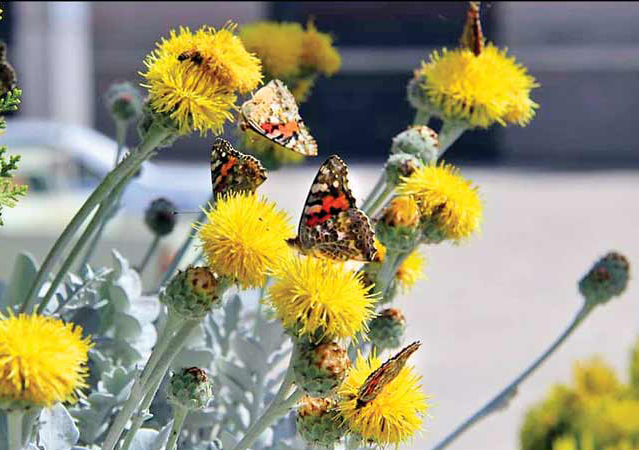 آسمان بیرجند این روزها رنگی است/ پروانه های زیبارو آفت نیستند
