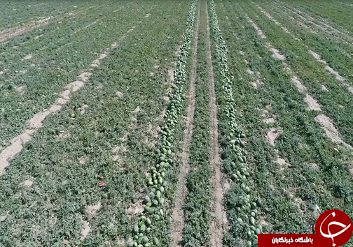 خوزستان قطب اصلی کشاورزی کشور و دریچه&zwnj;ای به سوی استقلال و اشتغال
