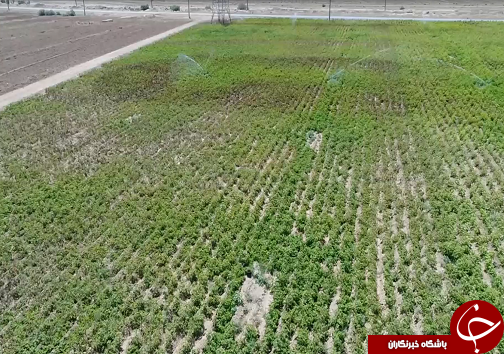 خوزستان قطب اصلی کشاورزی کشور و دریچه&zwnj;ای به سوی استقلال و اشتغال
