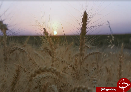 خوزستان قطب اصلی کشاورزی کشور و دریچه&zwnj;ای به سوی استقلال و اشتغال