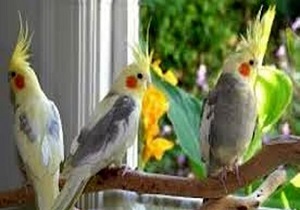 کشف ۶۹ قطعه پرنده کمیاب از یک دستگاه اتوبوس