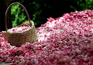 برداشت سالانه ۵ هزار تن گل محمدی از مزارع گل محمدی بخش برزک