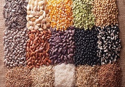 تلاش برای خودکفایی در تولید بذر اصلاح شده صیفی جات + فیلم