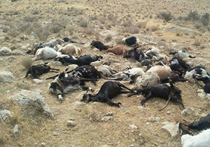 ۲۵ راس دام بر اثر صاعقه تلف شدند