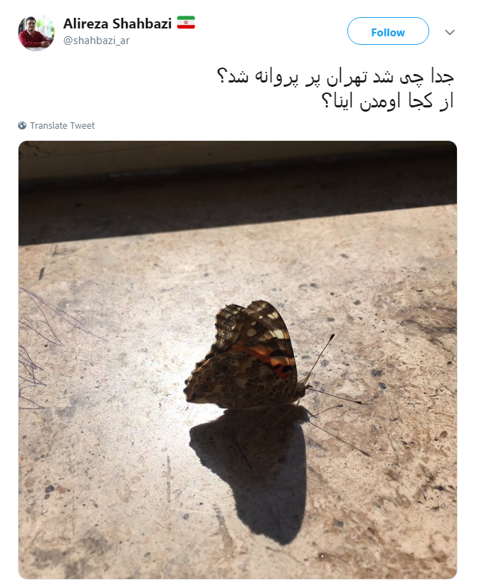 نكنه ملخ&zwnj;ها اومدن اينجا تبديل به پروانه شدن؟!