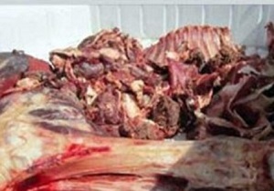 معدوم سازی لاشه یک راس گوسفند در نهبندان