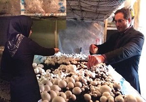 پیش بینی ایجاد ۷۵۰۰ فرصت شغلی با اجرای طرح‌های اشتغال پایدار