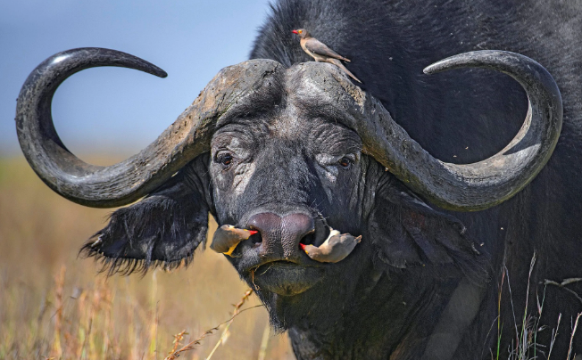 تصاویر روز: از تولد جوجه کلاغ محافظ برج لندن درانگلیس تا اجرای یک هنر رزمی در داخل فروشگاهی در چین