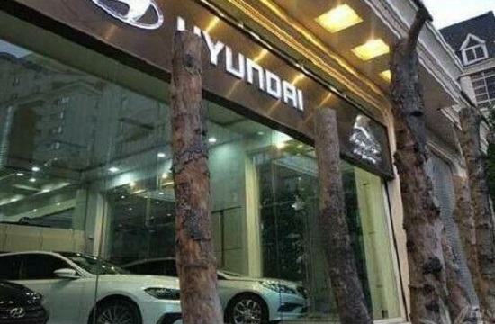 قطع درختان برای نمایان شدن خودروهای لاکچری از سوی مالک نمایشگاه خودرو در خیابان شریعتی+ عکس