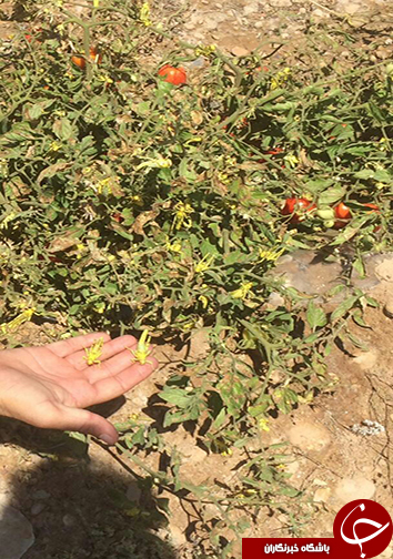 در پی هجوم پوره ملخ صحرایی به مزارع قیروکارزین، ستاد بحران تشکیل شد