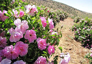 کاشت گل محمدی در مزارع پاسارگاد