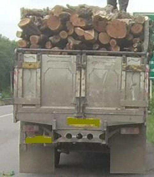 کشف چوب جنگلی قاچاق در رشت
