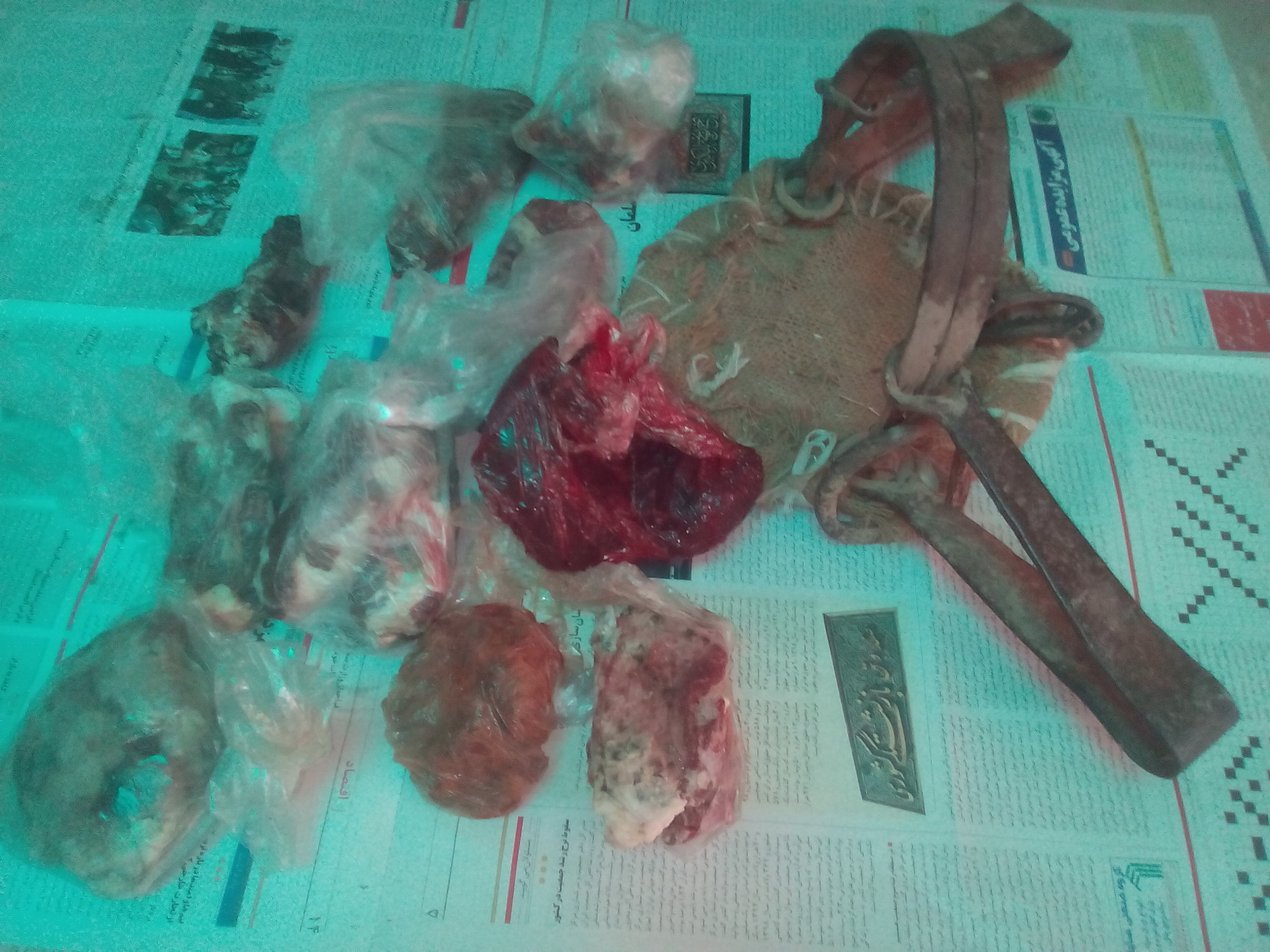 دستگیری شکارچی متخلف در داورزن