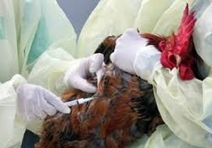 اجرای طرح پایش و مراقبت فعال بیماری‌های ویروسی طیور در نهبندان