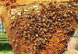 برپایی دوره آموزش ژل رویال در فنی وحرفه‌ای مسجدسلیمان