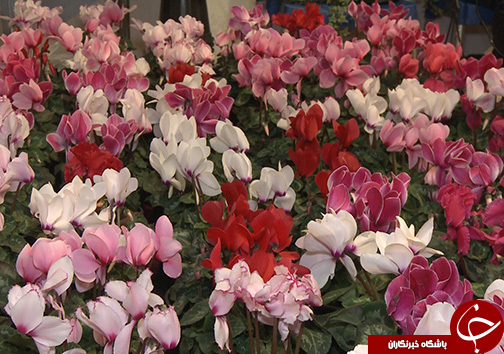 زیبا و فریبا/ گل هایی با نامی نا آشنا