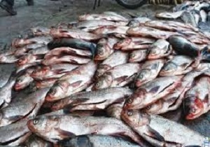 آغاز صادرات آبزیان از مرز شلمچه به عراق از هفته آینده