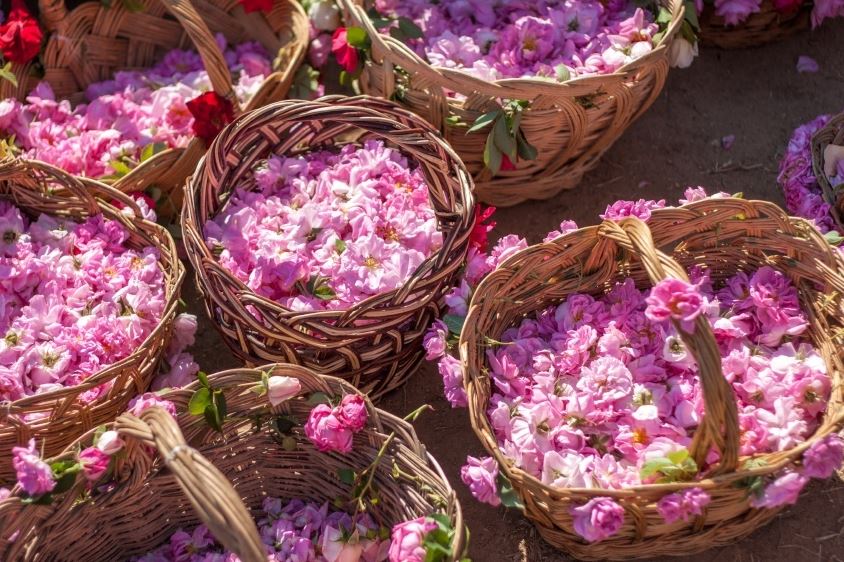 ۷ هزار متر مربع زمین برای گلاب گیری در ورامین