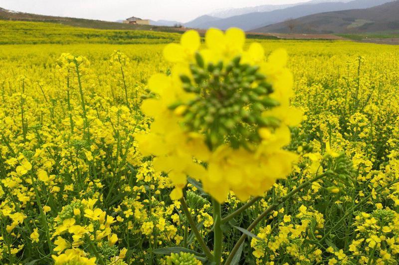افزایش سطح زیر کشت کلزا در دامغان