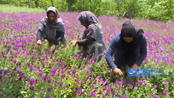 گذری بر بلایی که شهید نادر مهدوی بر سر متجاوزان خلیج فارس آورد + فیلم