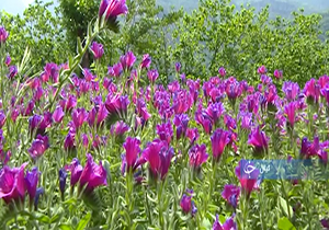 بازگشت حیات به قنات&zwnj;ها تا وقتی در میان ویرانی ها امید جوانه می زند + فیلم