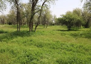 شناسایی تخریب کنندگان اراضی ملی در مریوان