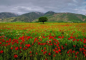 دشت زیبا از گل‌های همیشه عاشق + فیلم