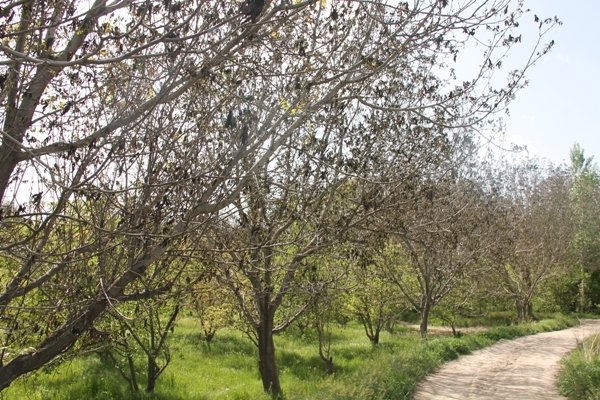 هشدار جهاد کشاورزی به باغداران کهگیلویه وبویراحمد