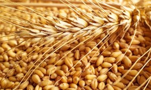 پیش‌بینی تولید ۹۰۰ هزار تن گندم در آذربایجان شرقی