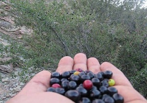 برداشت گیلاس وحشی در بشاگرد آغاز شد