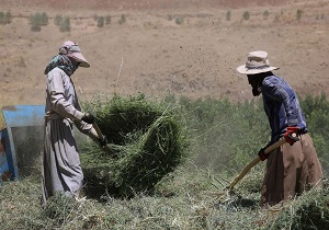 ذخیره علوفه با روش‌های سنتی در بستک