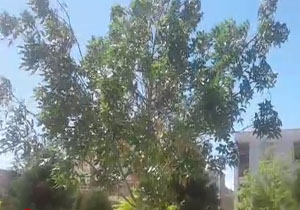 وزش باد در سمنان + فیلم