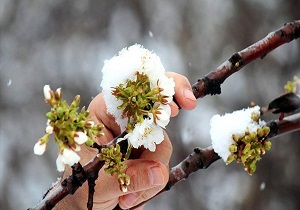 سرما به بیش از ۵۰ درصد باغات استان اردبیل خسارت زد