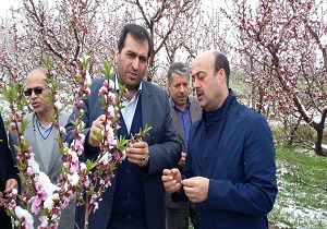 باغداران مشگین شهر میزان خسارت احتمالی را کاهش دهند