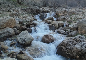 جان گرفتن ۵۰۰ چشمه فصلی و دائمی در اندیکا