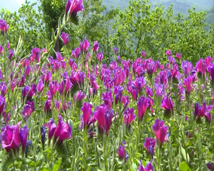 جلوه گری شکوفه&zwnj;های بنفش میان ییلاقات سرسبز گیلان