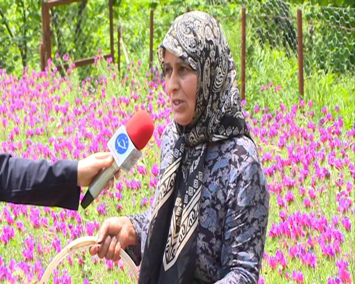 جلوه گری شکوفه&zwnj;های بنفش میان ییلاقات سرسبز گیلان
