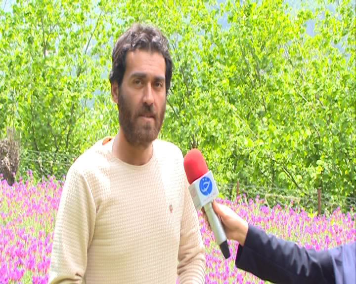 جلوه گری شکوفه&zwnj;های بنفش میان ییلاقات سرسبز گیلان