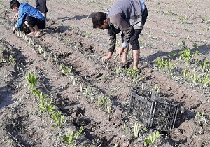 رشد ۷ برابری کشت نشایی در سربیشه
