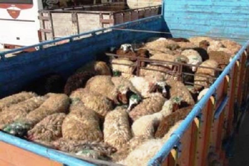 کارگاه آموزشی هویت گذاری دام سبک و سنگین در بخش ماهان کرمان