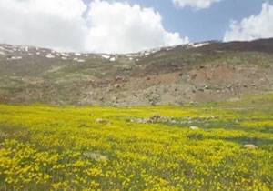 از تماشای دشت گل‌های زرد منطقه کمانه لذت ببرید + فیلم