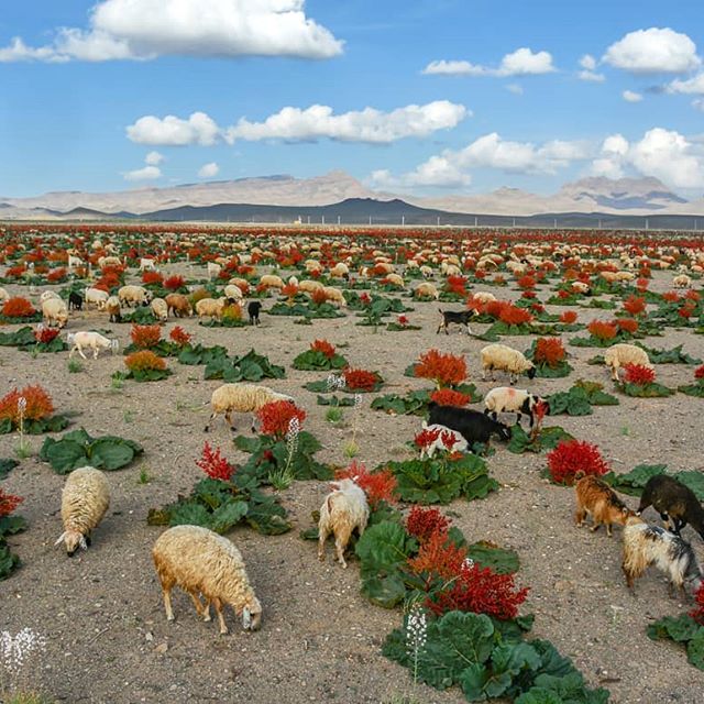 جای خالی بخش خصوصی برای فرآوری گیاه ریواس در استان کرمان/ امکان سرمایه گذاری در بخش دارویی گیاه ریواس با همراهی چند گیاه دارویی استان