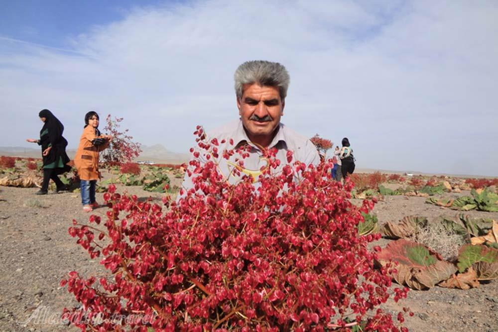 جای خالی بخش خصوصی برای فرآوری گیاه ریواس در استان کرمان/ امکان سرمایه گذاری در بخش دارویی گیاه ریواس با همراهی چند گیاه دارویی استان