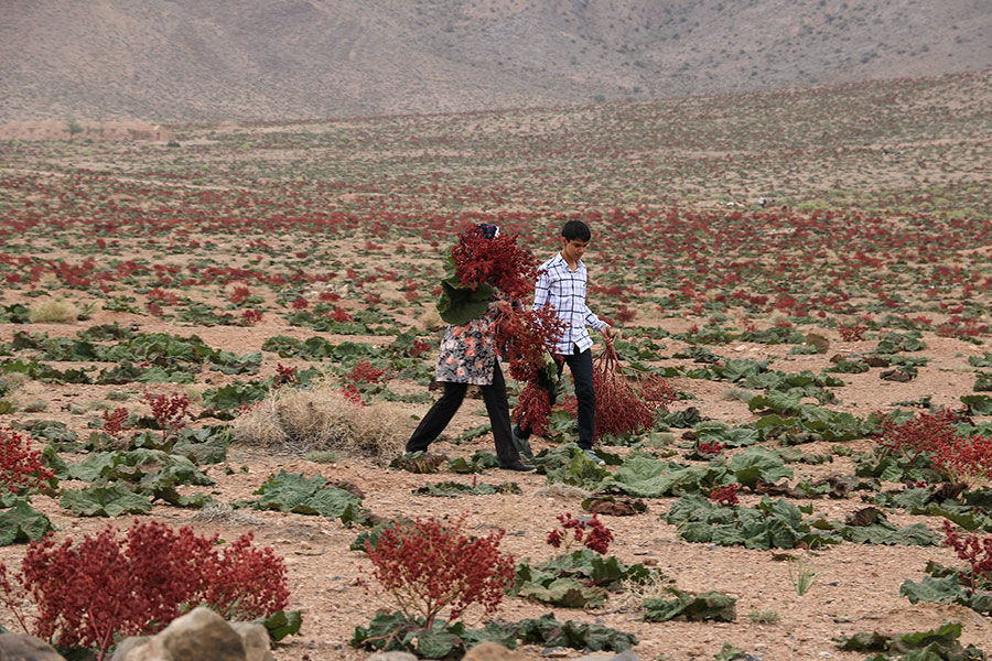 جای خالی بخش خصوصی برای فرآوری گیاه ریواس در استان کرمان/ امکان سرمایه گذاری در بخش دارویی گیاه ریواس با همراهی چند گیاه دارویی استان