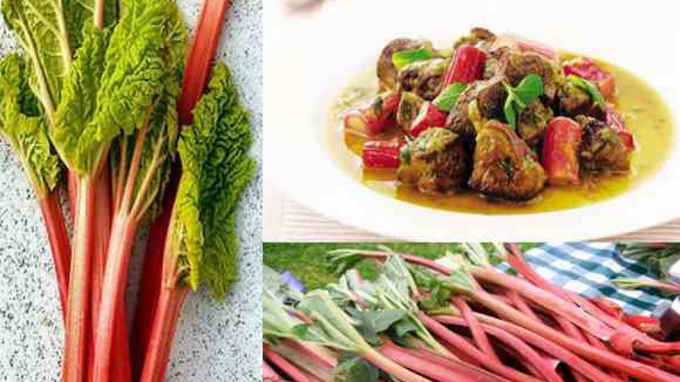 جای خالی بخش خصوصی برای فرآوری گیاه ریواس در استان کرمان/ امکان سرمایه گذاری در بخش دارویی گیاه ریواس با همراهی چند گیاه دارویی استان