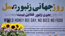 درختان زیتون سمنان، زیر سایه مقاوم سازی‌های جهاد کشاورزی + فیلم
